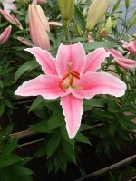 [4204 Marlon 2N No02.JPG]